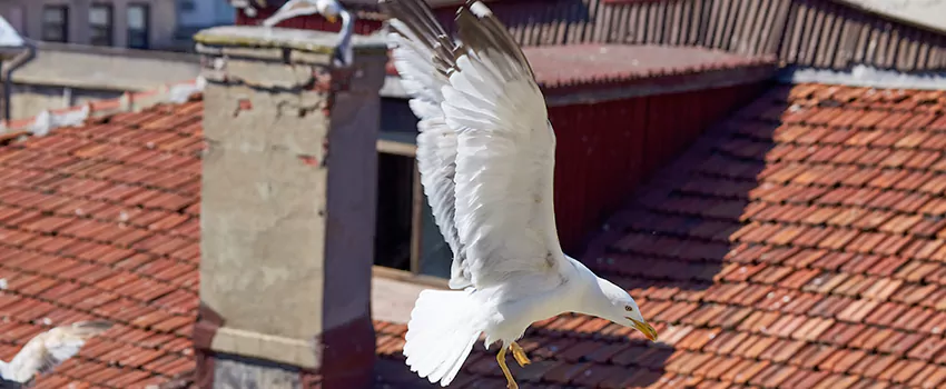 Residential Chimney Animal Removal Solution in Carlsbad, NM